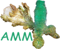 logo_amm